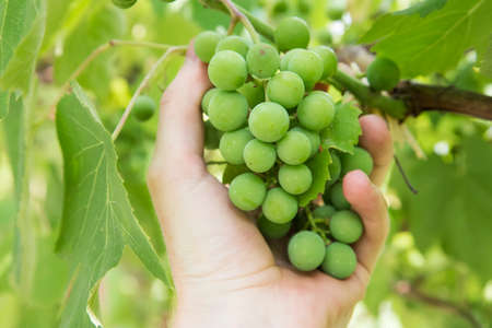 Bunch of grapes in handの写真素材