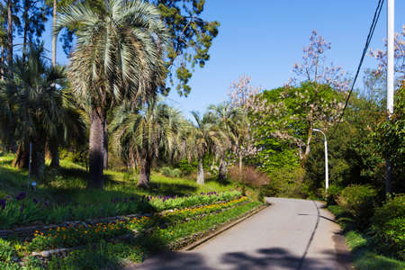 path in an exotic park along the palm trees and flowersの写真素材