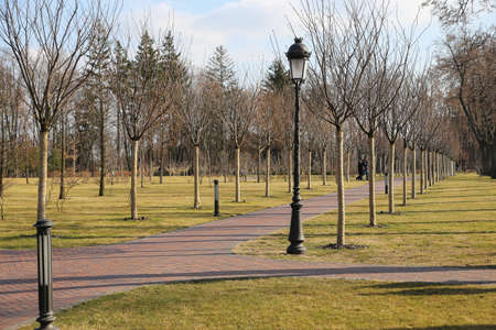 Alley in the park with trees without leaves and with a lantern beside the pathの写真素材