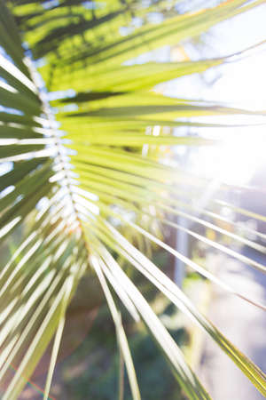 palm leaf with sun raysの写真素材