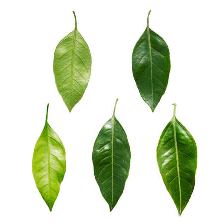 Five mandarin leaf on a white backgroundの写真素材