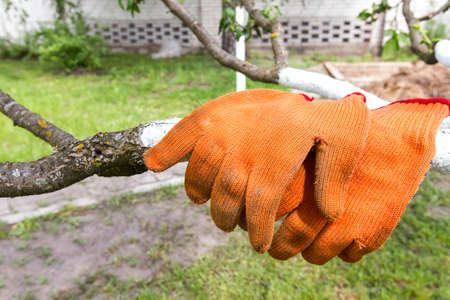 gardener gloves on wood limedの写真素材