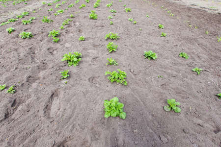 young bushes of potatoes on the groundの写真素材