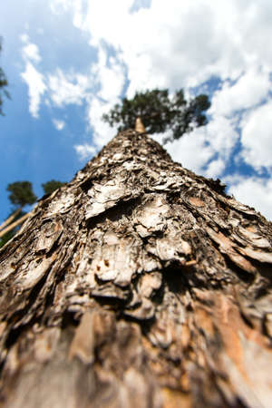 Pine tree trunk view from below. focus on tree barkの写真素材