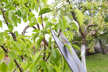 pruning shears trees