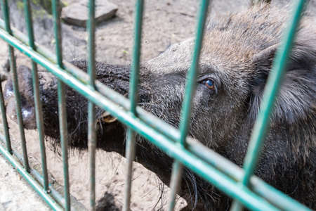 Ferocious wild boar in a cageの写真素材