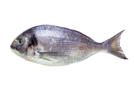 Sea fish dorade isolated on white