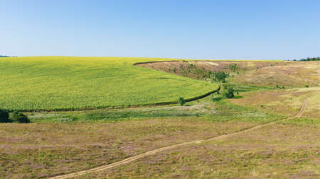 beautiful Ukrainian landscape. rural road is in the green hills. sunny day. on the sides of the road...
