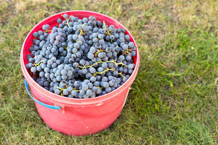 harvest of dark grapes in a bucket, home wine makingの写真素材