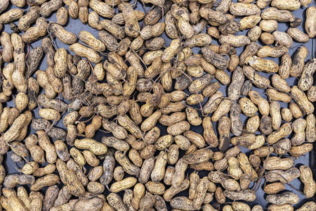 a lot of organically grown groundnut peanut in the peel, tasty beans, a healthy dietの写真素材