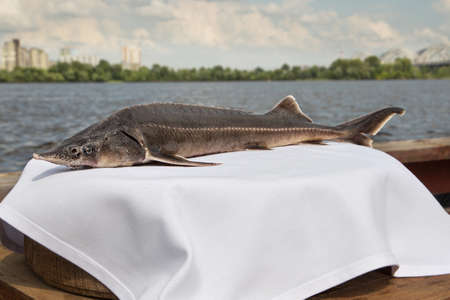 Sturgeon roasted on a plate.fish in the Red Bookの写真素材