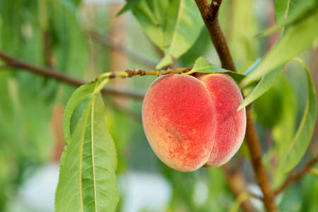 ruddy ripe peaches on a treeの写真素材
