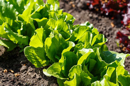 A young lettuce flying grows on the bed, the first spring harvest