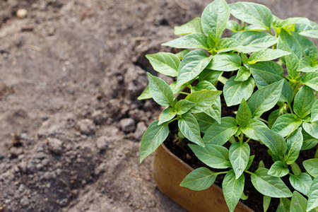 Spring sprouts of Bulgarian pepper on the background of the land in the garden. Agrocultural...