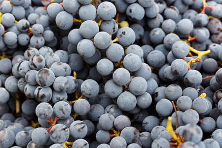 a lot of organic blue grapes, background, winemaking