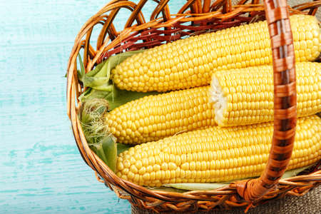 Basket of fresh sweetcorn, husked.の写真素材