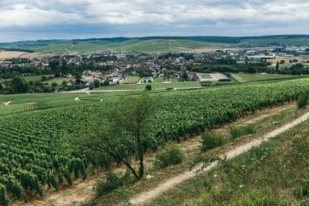 Grapes grows in rows in the field, summer view, winemaking in Europe, space for textの写真素材