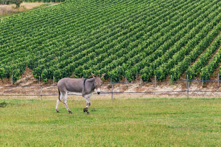 Gray donkey on the background of the grape field in Franceの写真素材