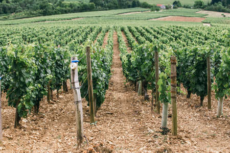 The grapes grow in rows in the field. Vineyards of France, winemaking backgroundの写真素材