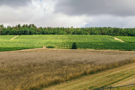 Grape fields of Burgundy, the city of Chablis, winemaking in France
