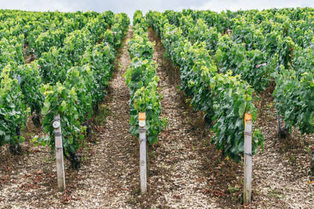 Grapes grows in rows in the field, France, the wine region of Chablisの写真素材