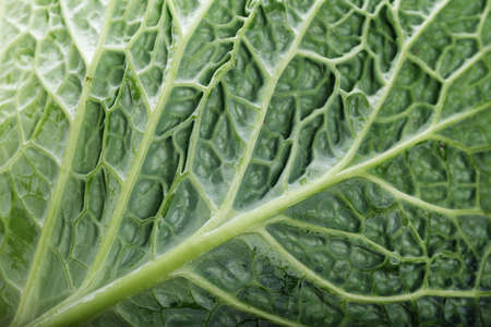 a leaf of a Savoy cabbage close-up, the leaf texture is clearly visibleの写真素材