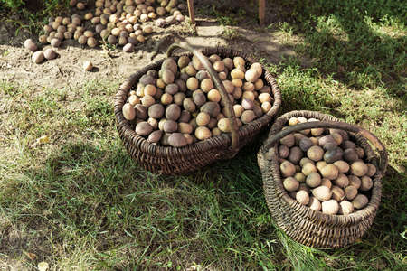 harvest potatoes of different colors and different varieties in a basket on the grassの写真素材