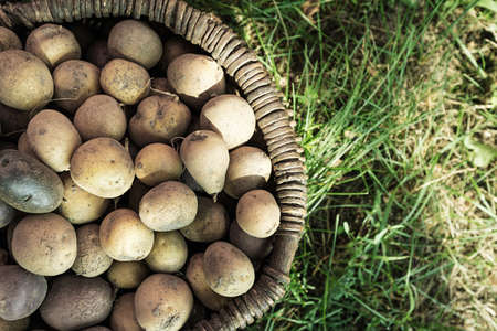 harvest potatoes of different colors and different varieties in a basket on the grassの写真素材