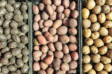 potatoes of different colors and varieties are packed in boxes. Purple, pink and yellow potato harvestの写真素材