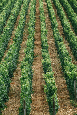 Winemaking in France, well-groomed fields, in which rows grows grapesの写真素材