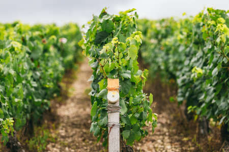 Conditions of growing grapes in France, on the grapevine special sensors are installed, winemaking in Franceの写真素材