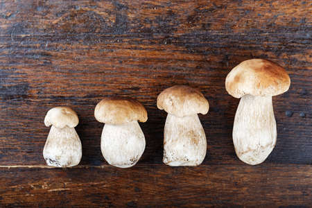 Mushroom Boletus over Wooden Background. Autumn Mushroomsの写真素材