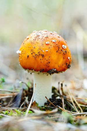 malenkiy poisonous red fly agaric grows in the woods in the fallen needles