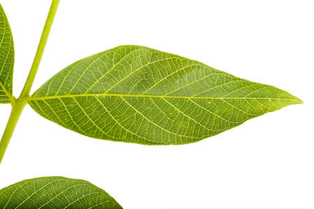 leaf of walnut tree on white background isolated, well visible leaf textureの写真素材