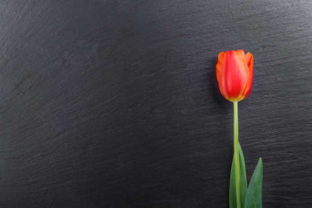 One red fresh tulip on a black background, vertical photoの写真素材