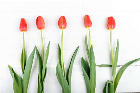 Bouquet of red tulips on a white backgroundの写真素材