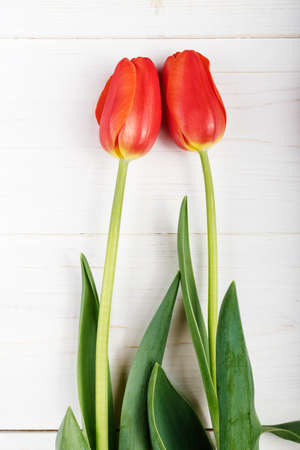 Bouquet of red tulips on a white backgroundの写真素材