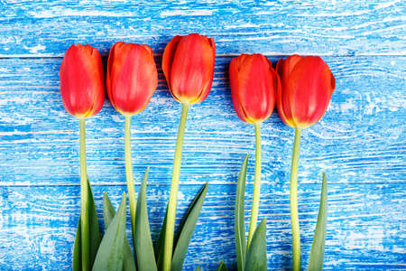 Bouquet of red fresh tulips on a blue wooden backgroundの写真素材