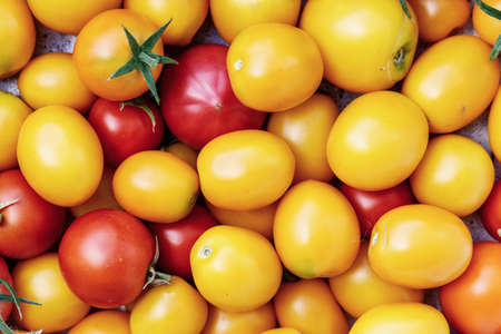 a lot of ripped fresh organic tomatoes, tomato crop, space for textの写真素材