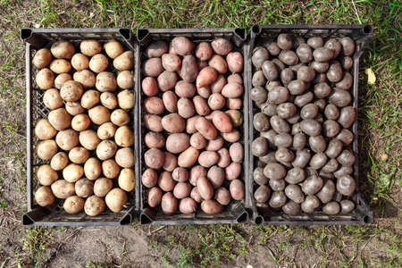 potato crop of different varieties close-up, washed farm potatoes, space for textの写真素材