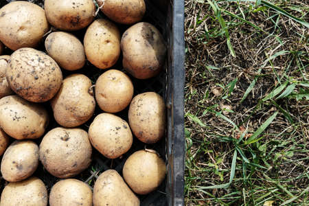 potato crop close-up, washed farm potatoes, space for textの写真素材