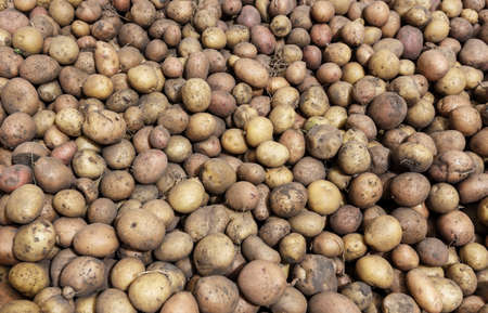 A lot of crude unwashed potatoes, agrarian background, space for textの写真素材