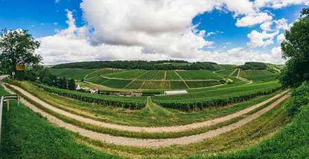 Many grape grow in a field in neat rows,  winemaking in France, panoramaの写真素材