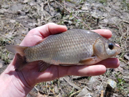 river fish crucian, catch in the fisherman's hand against the river bank