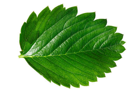 strawberry leaf isolated on white background.