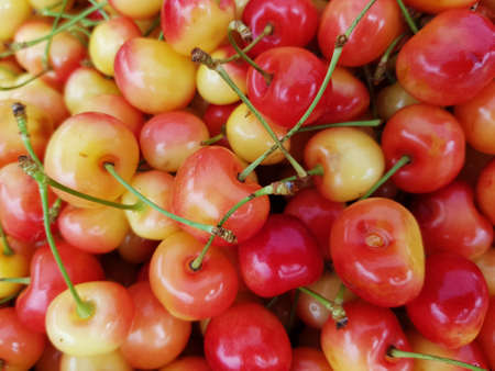 a lot of ripe sweet cherries closeup as background. place for textの写真素材