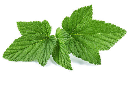 Currant leaves isolated on white background. clipping pathの写真素材