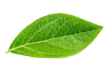 a blueberry leaf isolated on white background. clipping pathの写真素材