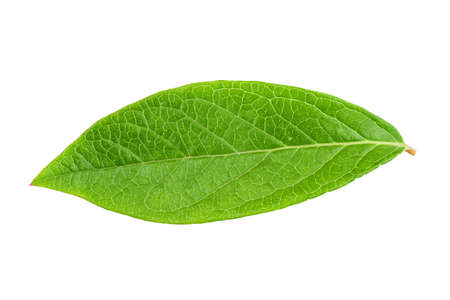 a blueberry leaf isolated on white background. clipping pathの写真素材