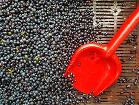 Blueberry berries are sold in the market in the tray. view from above. next to the berries is a red...